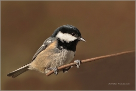 <p>SÝKORA UHELNÍČEK (Periparus ater) /Coal tit - Tannenmeise/</p>